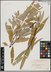 Foto von Salix acmophylla Boiss.